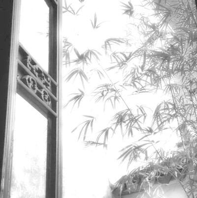 
Le dicton:恐驚枝上雀 卻道樹常青