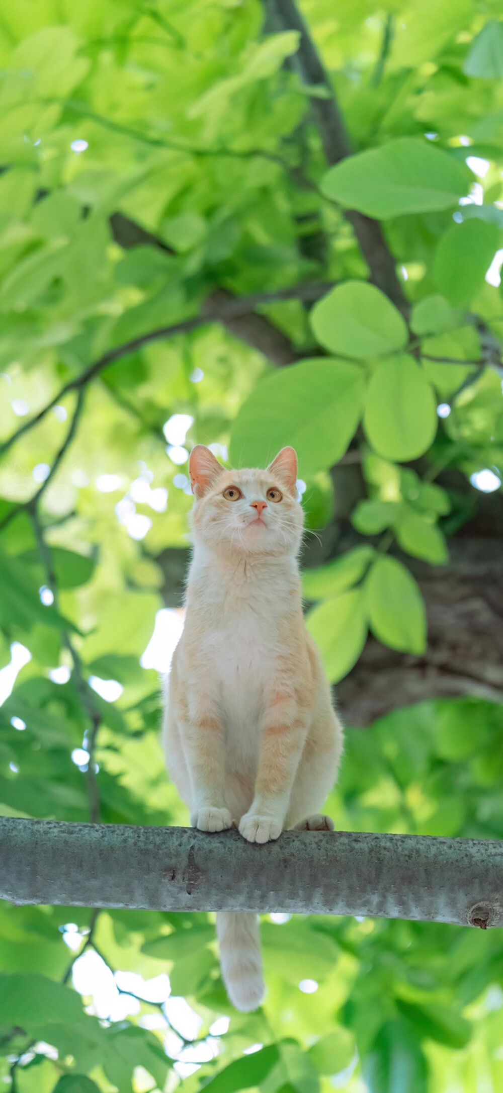 喵～