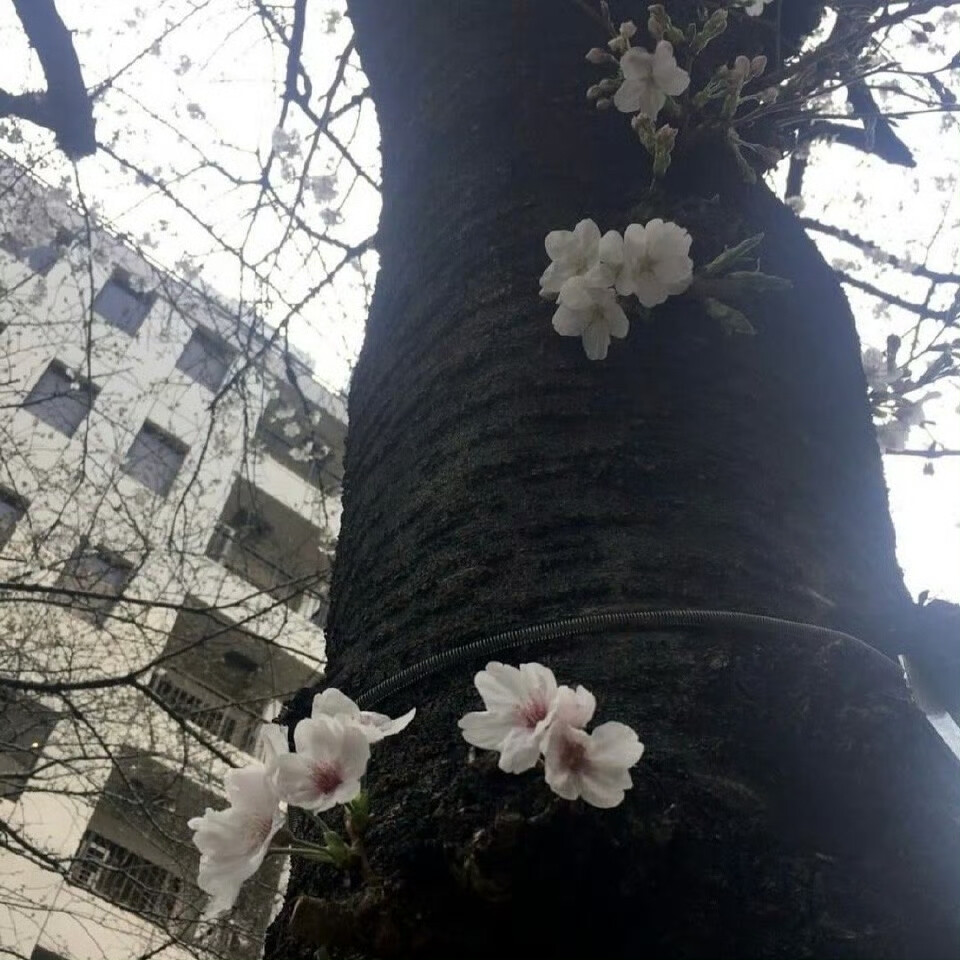 *･゜ﾟ･*:.｡..｡.:*･'(*ﾟ▽ﾟ*)'･*:.｡. .｡.:*･゜ﾟ･*