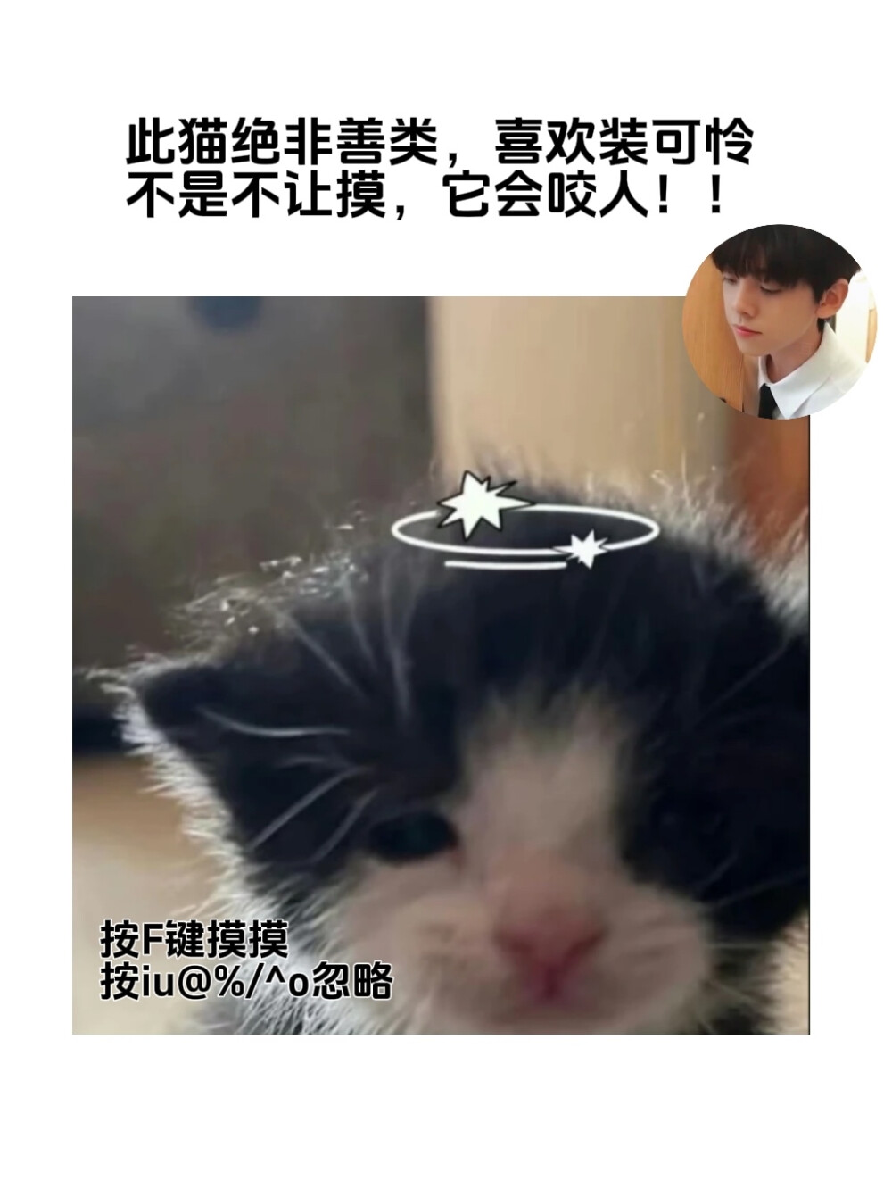 猫也有烦恼