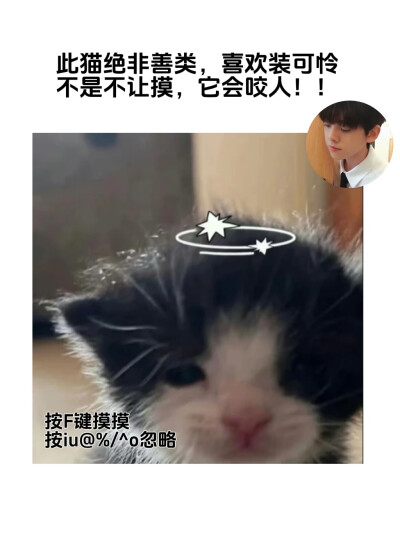 猫也有烦恼
