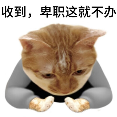 猫咪表情包