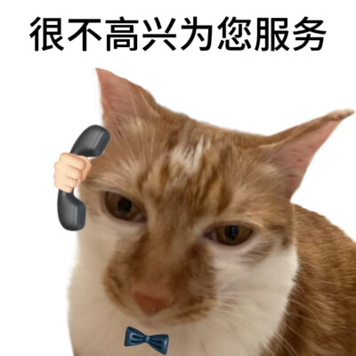 猫咪表情包