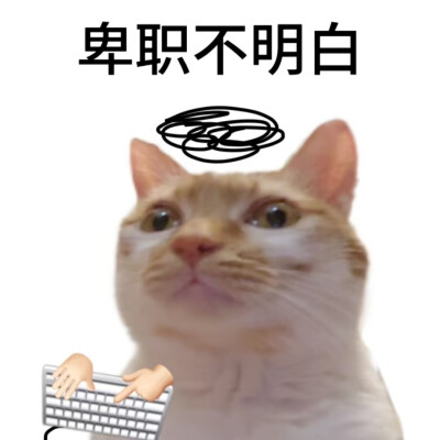 猫咪表情包