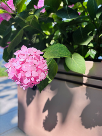 绣球花