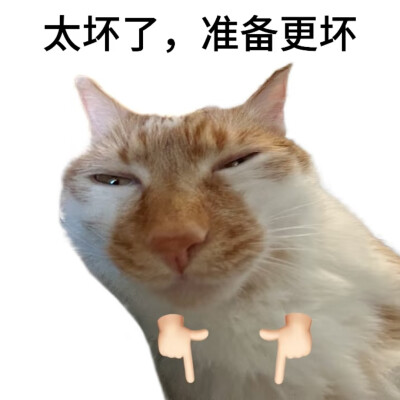 猫咪表情包