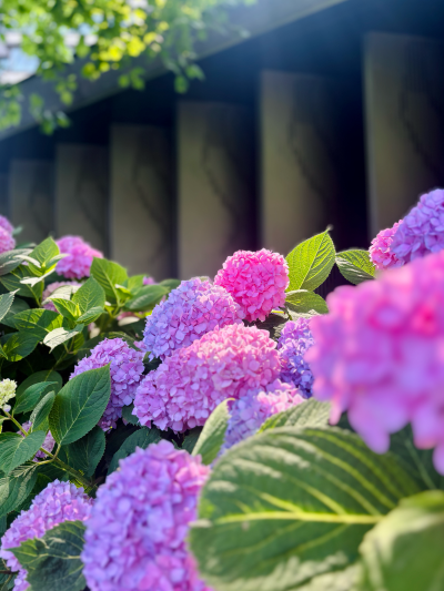 绣球花