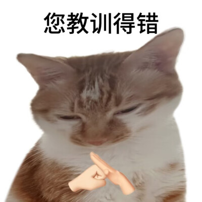 猫咪表情包