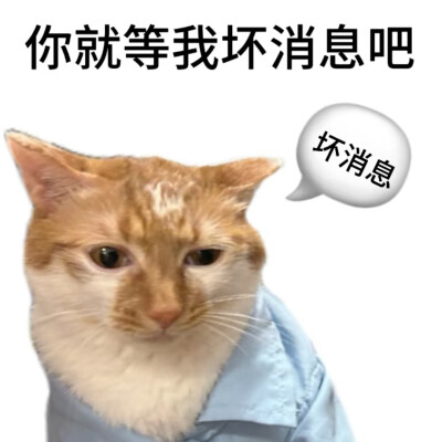 猫咪表情包