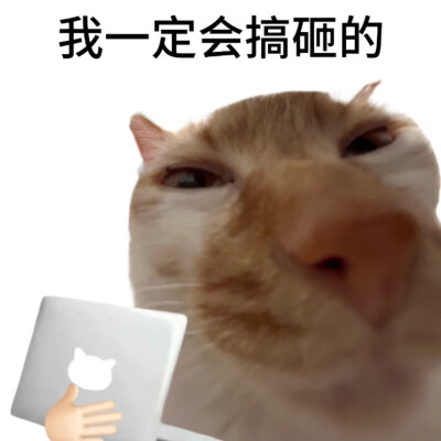 猫咪表情包