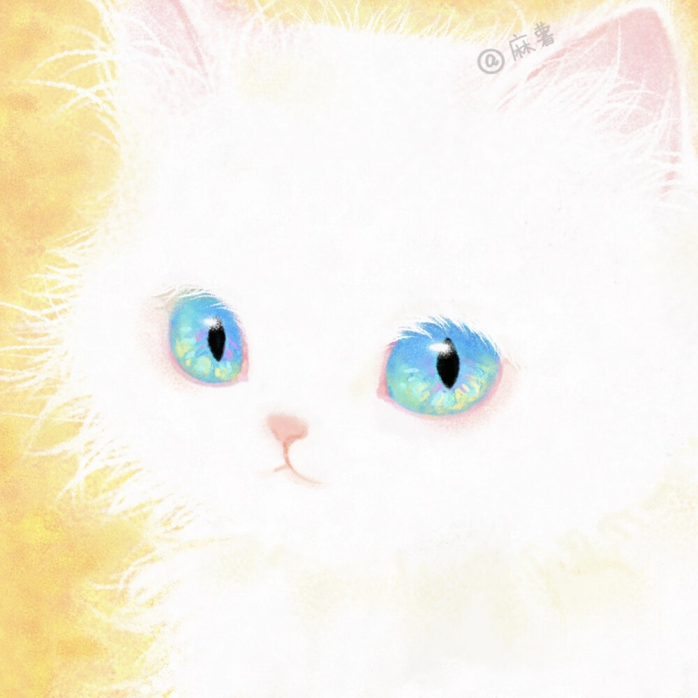 猫咪头像