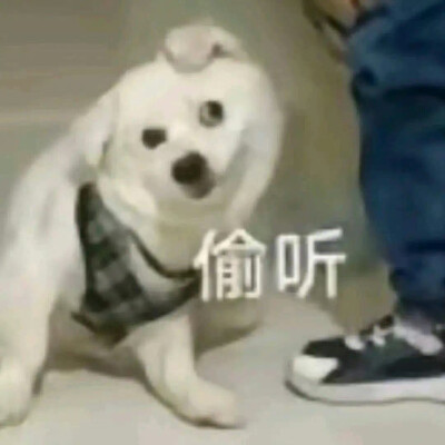 表情包 搞笑