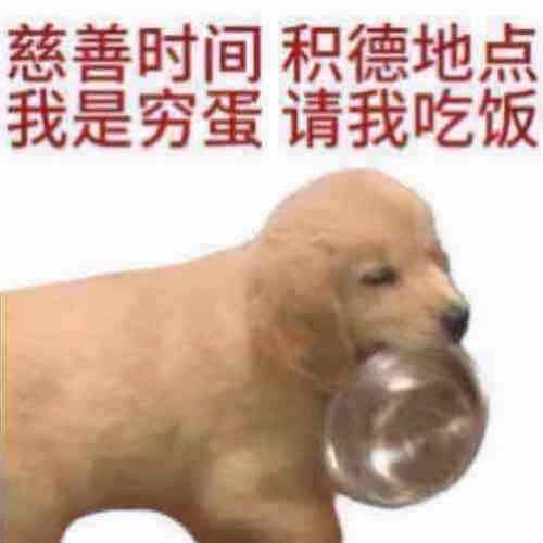 猫狗表情包