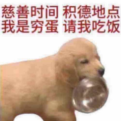 猫狗表情包