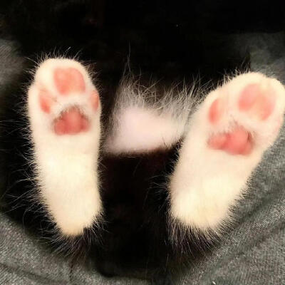 cowcat奶牛猫