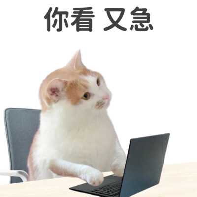 猫狗表情包