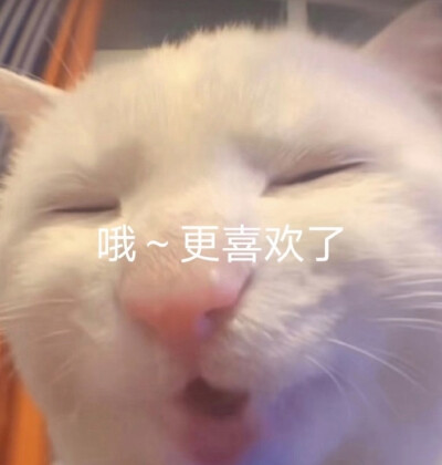猫狗表情包