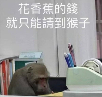 猫狗表情包