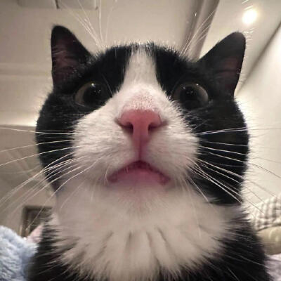 cowcat奶牛猫
