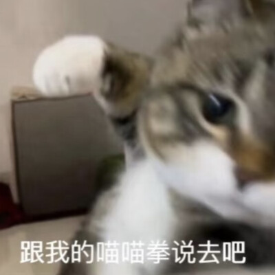 沙雕猫咪表情包