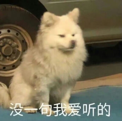 猫狗表情包