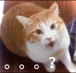 猫狗表情包