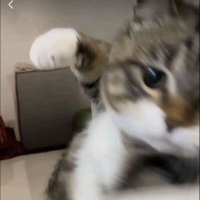 沙雕猫咪表情包