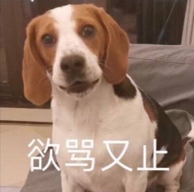 猫狗表情包