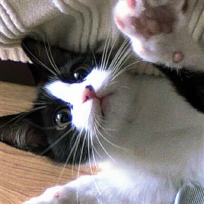 cowcat奶牛猫