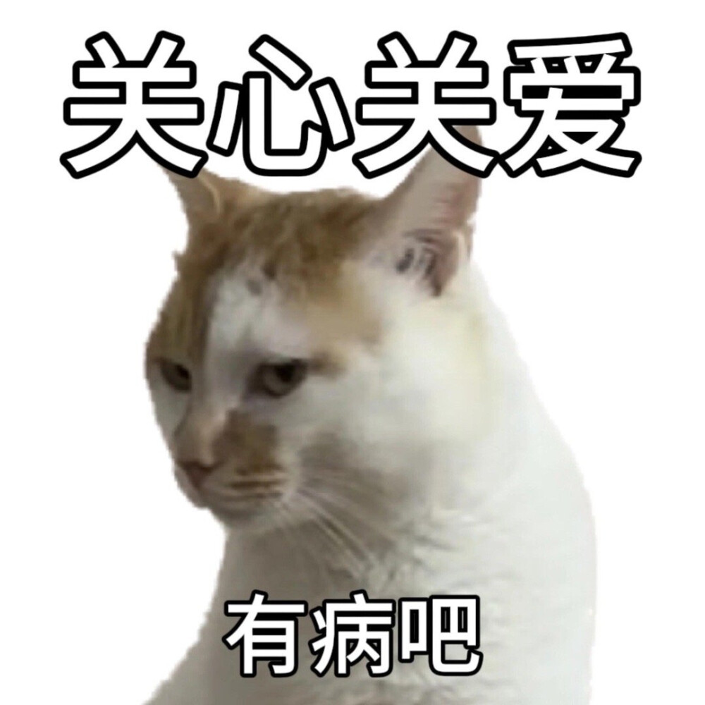 猫狗表情包