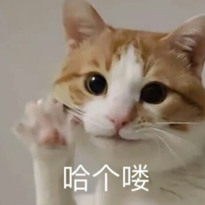 猫狗表情包