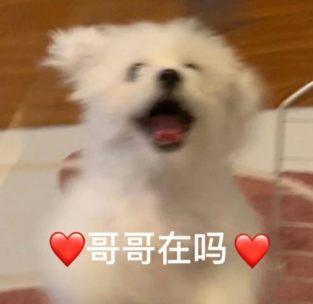 猫狗表情包