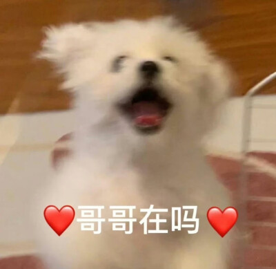猫狗表情包