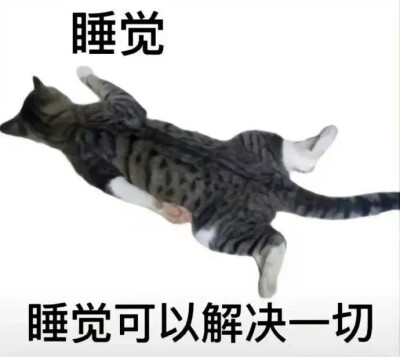 猫狗表情包