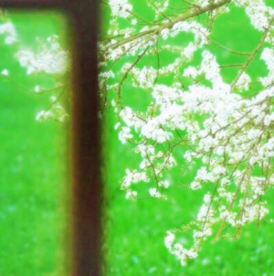 你是我唯一的蝴蝶 飞不过沧海的蝴蝶