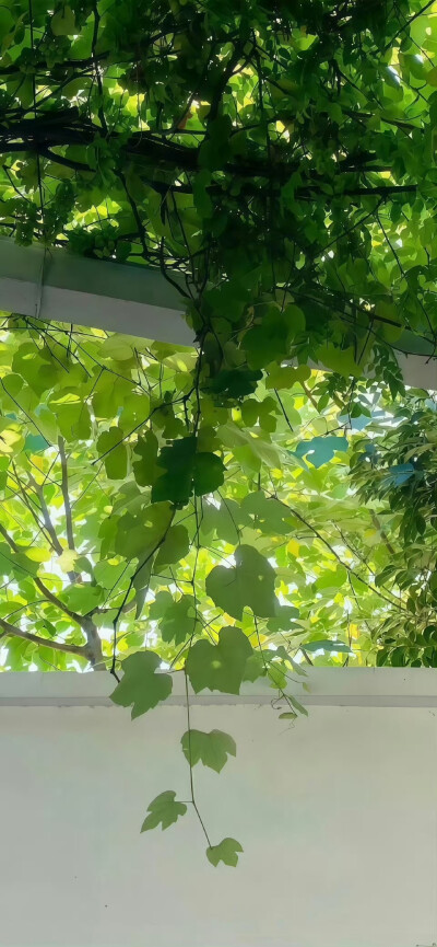壁纸