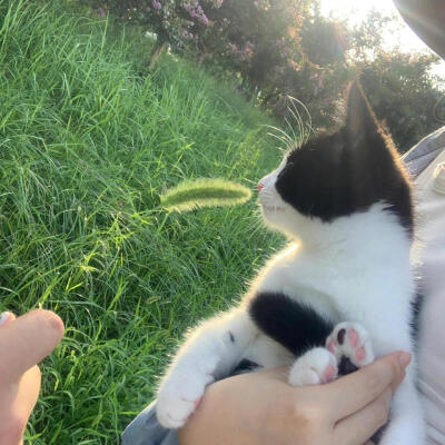 cowcat奶牛猫