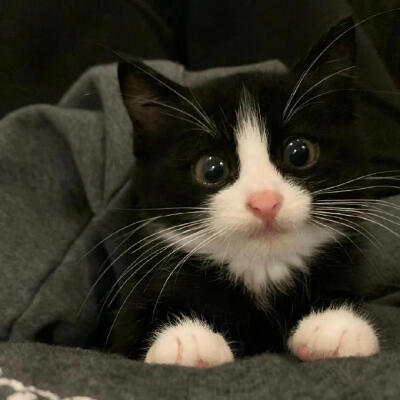 cowcat奶牛猫