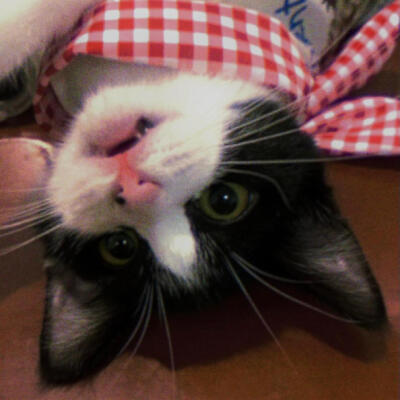 cowcat奶牛猫