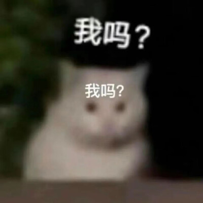 猫狗表情包
