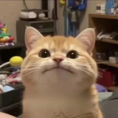 头