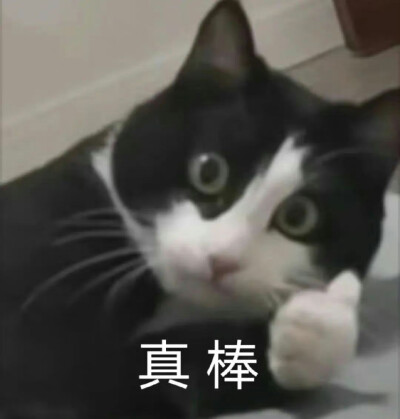 猫狗表情包