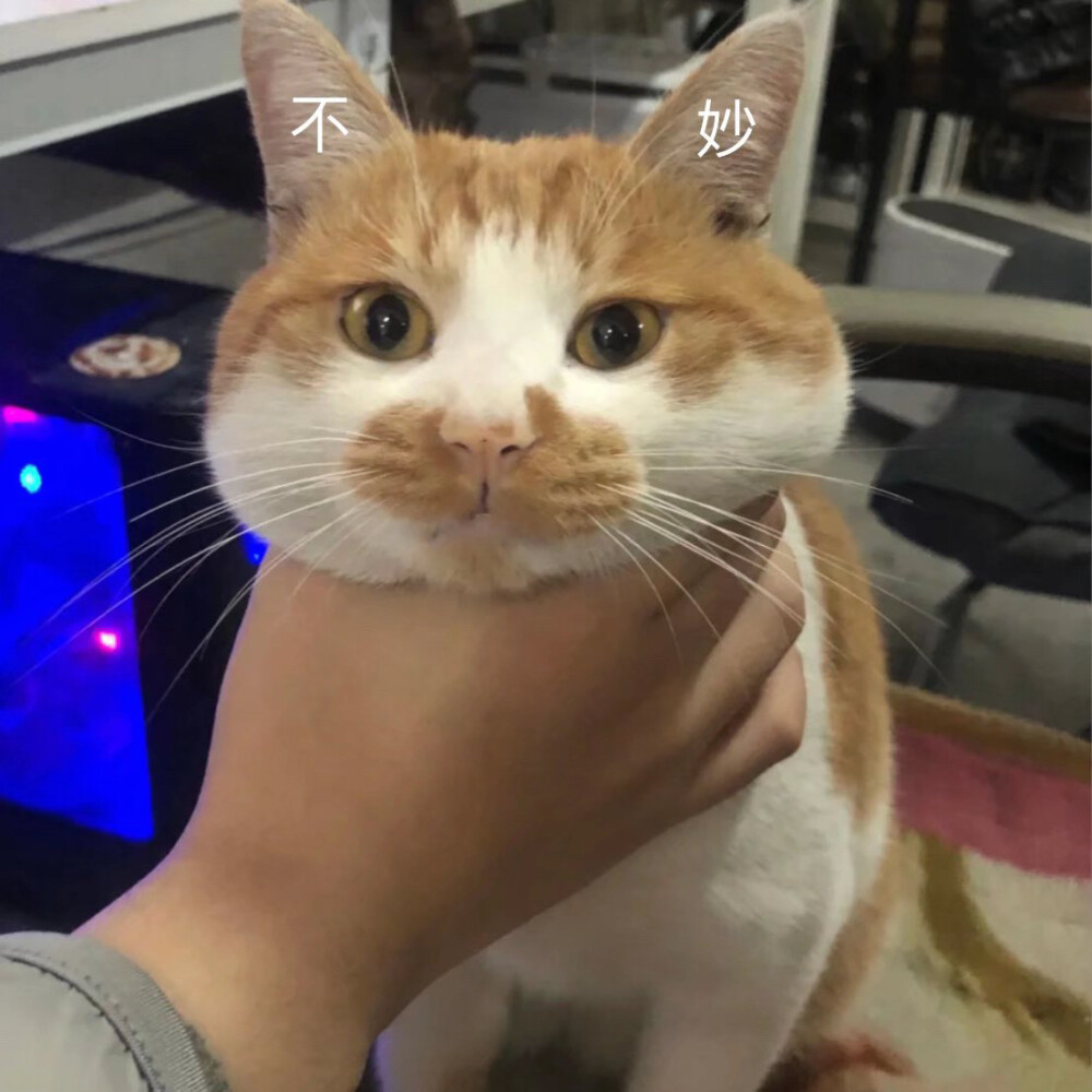 猫狗表情包