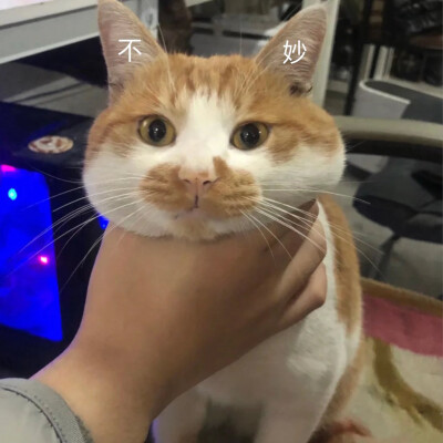猫狗表情包