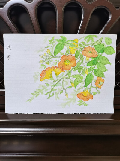 14 凌霄（绘画 | 水彩 | 果花甘03）
2018.07.06
凌霄花，喇叭型的花。小时候在岭南的青砖石壁上看到，以为是一种牵牛花。后来得知叫做凌霄。
凌霄花大多为暖色，橙红，橙黄，明黄，开花的时候似云霞明艳，热情洋溢…