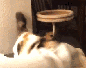 猫狗表情包