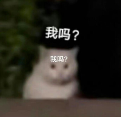 猫狗表情包