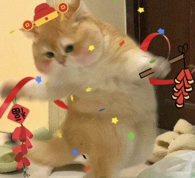 猫狗表情包