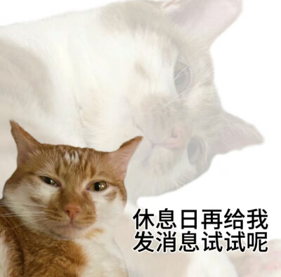 猫狗表情包