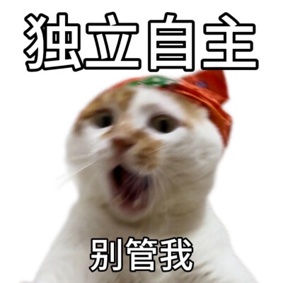 猫狗表情包